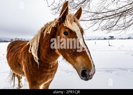 Belgisches Amish-Pferd nach einem Schneesturm in Zentral-Michigan, USA Stockfoto