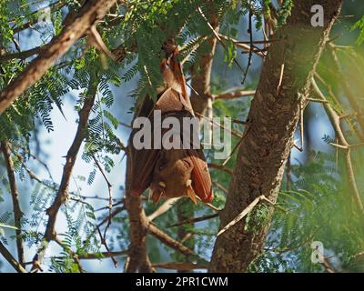 Großer Wahlbergs epaulettierte Fledermaus ( Epomophorus wahlbergi) mit einem Auge, das in einem Baumstamm neben dem Galana-Fluss, Kenia, Afrika hängt Stockfoto