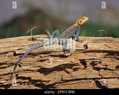 Farbenfrohe männliche gemeine Agama, rothaarige Felsen-Agama oder Regenbogen-Agama (Agama Agama), die sich auf Baumstämmen in der Provinz Galana, Kenia, Afrika sonnen Stockfoto