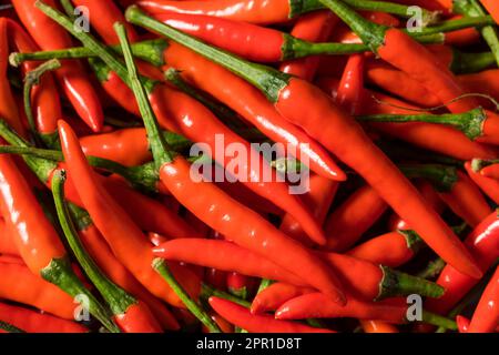 Scharfe, organische Chili-Paprika mit roten thailändischen Vogelaugen in einer Schüssel Stockfoto