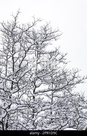 Schneebedeckte Sassafrass, Sassafras albidum, Bäume im Zentrum von Michigan, USA Stockfoto