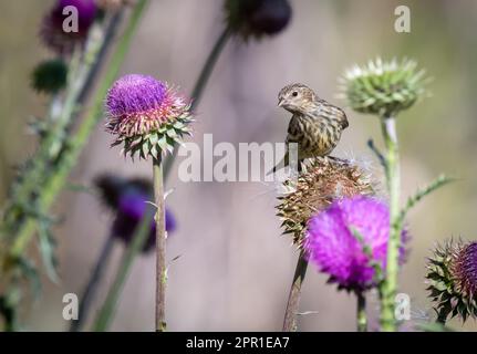 Eine wunderschöne Pinie Siskin, die sich auf einer Wiese in Colorado von den Samen der Distel ernährt. Stockfoto