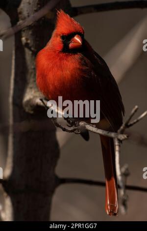 Ein männlicher Kardinal aus dem Norden, der nach Nahrung sucht. Cardinalis cardinalis Stockfoto