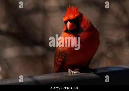 Ein männlicher Kardinal aus dem Norden, der nach Nahrung sucht. Cardinalis cardinalis Stockfoto