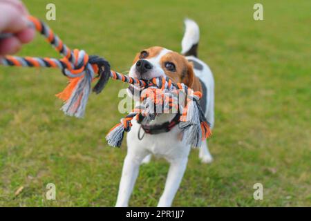 Ein Beagle-Hund zieht an einem Seil und spielt mit seinem Meister Tauziehen. Ein Hund spielt Tauziehen mit einem Seil. Spielerischer Hund mit Spielzeug. Tauziehen zwischen Meister und Meister Stockfoto