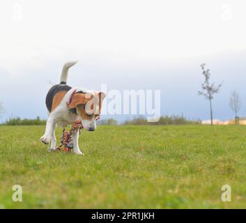 Verspielter Hund auf einem Spaziergang. Süßes Beagle-Hündchen mit Hundespielzeug-Seil. Ein Hund, der auf der Wiese rennt. Spielerisches Hündchen mit Hundespielzeug. Stockfoto