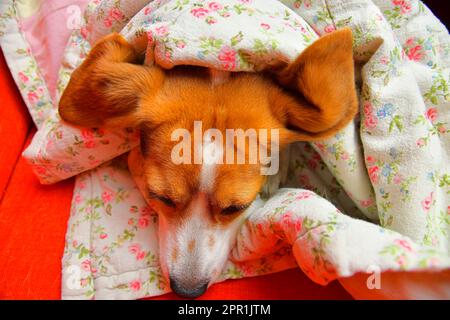 Beagle ruht sich unter einer Decke aus. Beagles Ohren spreizen sich auf der Decke. Schlafender Hund unter einer Blumendecke. Stockfoto