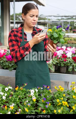 Positive Gärtnerin fotografiert die Blume der Hybridviola cornuta auf dem Handy, um sie im Internet zu posten Stockfoto