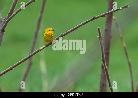 Gelbstürmer (Setophaga Petechia), der im Frühling singt Stockfoto