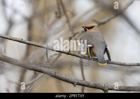 Böhmische Wachsschwänze (Bombycilla garrulus) im Frühling Stockfoto