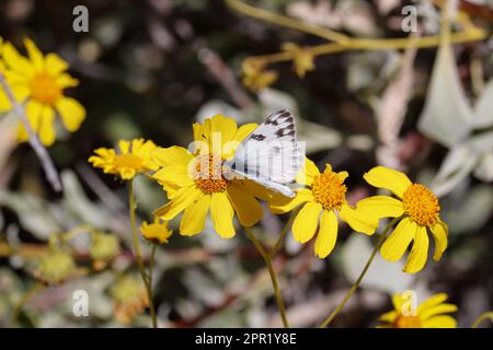 Weiblicher karierter weißer oder Pontia-Protodice-Schmetterling, der sich auf der Uferfarm in Arizona von brüchigen Bürsten ernährt. Stockfoto
