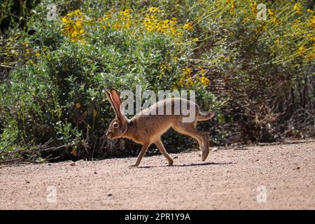 Schwarzschwanzhasen oder Lepus californicus, die im Veteran's Oasis Park in Arizona über einen Pfad laufen. Stockfoto