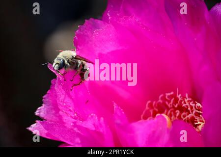 Nahaufnahme einer Kaktusbiene oder einer Diadasia, die auf einem Kaktus mit Bienenschwanzziegeln am Ufer sitzt. Stockfoto