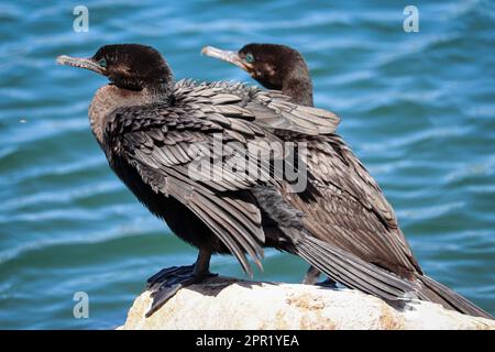 Neotropische Kormorane oder Nannopterum brasilianum, das auf einem Felsen auf der Uferfarm in Arizona steht. Stockfoto