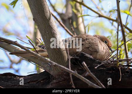 Trauernde Taube oder Zenaida macroura, die auf der Uferfarm in Arizona in einem Mesquite-Baum nistet. Stockfoto