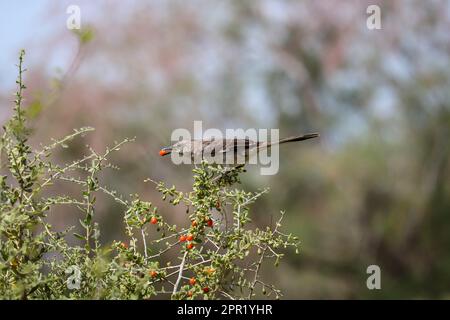 Nördlicher Spottvogel oder Mimus polyglottos, die sich von Andersons Sanddornbeeren auf der Uferfarm ernähren. Stockfoto