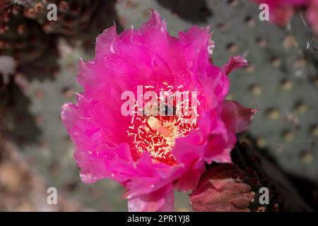 Nahaufnahme eines Beavertail Stachelmaktus oder einer Blume der Opuntia basilaris mit einer Honigbiene auf der Uferfarm in Arizona. Stockfoto