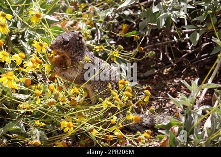 Rock Squirrel oder Spermophilus varirgatus bei der Fütterung von Blüten auf der Uferfarm in Arizona. Stockfoto