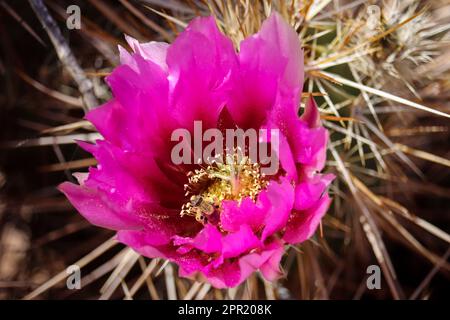 Igel-Kaktus oder Echinocereus-Blume mit einer Kaktusbiene im Veteran's Oasis Park in Arizona. Stockfoto