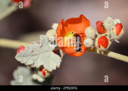 Nahaufnahme eines Globus-Mallow oder einer Sphaeralcea-Blume mit einer kleinen Zimmermannsbiene aus Arizona im Veteran's Oasis Park in Arizona. Stockfoto