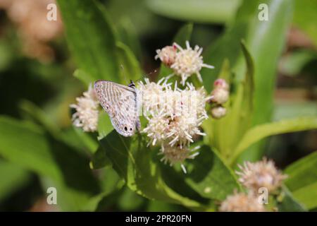 Marineblau oder Leptotes Jachthafen im Veteran's Oasis Park in Arizona. Stockfoto