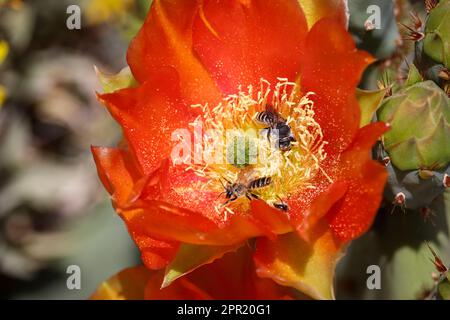 Nahaufnahme von Engelmann Stachelfeige oder Opuntia engelmannii Blumen mit Blattzerkleinerer Bienen, die sie im Veteran's Oasis Park füttern. Stockfoto
