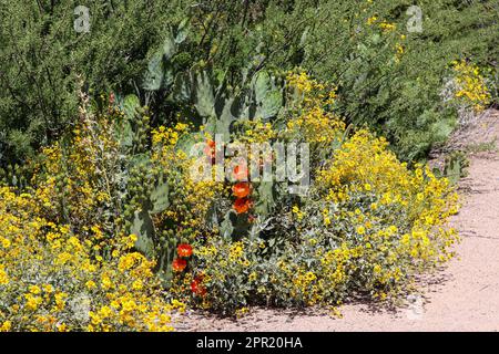 Engelmann stachelige Birne und Blütenpflaume im Veteran's Oasis Park in Arizona. Stockfoto