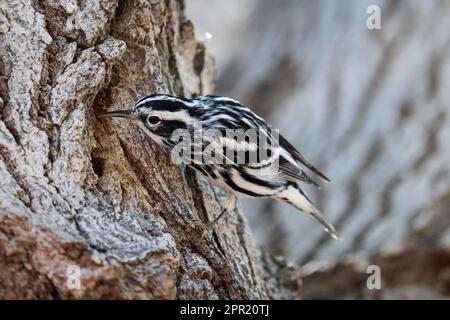 Schwarzweißkriecher oder Mniotilta-Varia, die auf der Uferranch in Arizona auf der Suche nach Essen an der Seite des Baumes ist. Stockfoto