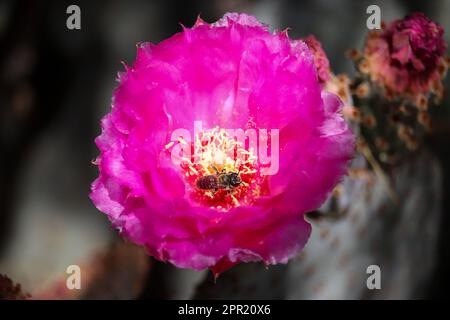 Nahaufnahme eines Beavertail Stachelfeigen Kaktus oder einer Blume der Opuntia basilaris mit einer Blattschneider-Biene auf der Uferfarm in Arizona. Stockfoto