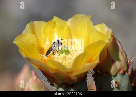 Auf der Uferranch in Arizona blühen Stachelfeigen oder Phaeacantha aus Opuntia mit einer Blattschneiderbiene. Stockfoto