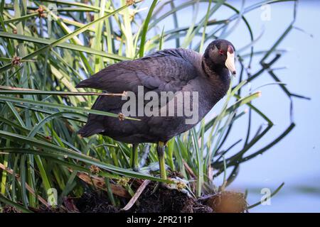 American Coot oder Fulica americana, die am Ufer eines Teiches auf der Uferfarm in Arizona stehen. Stockfoto