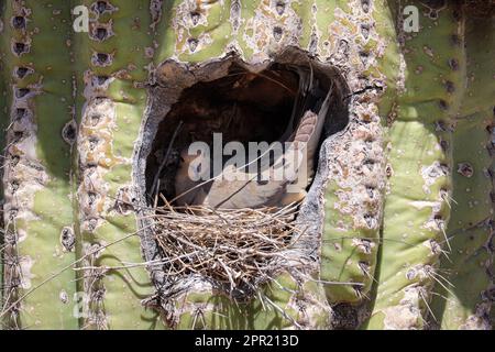 Eine trauernde Taube oder Zenaida macroura, die auf der Uferfarm in Arizona in einem saguaro-Kaktus nistet. Stockfoto