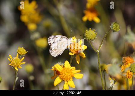 Weiblicher karierter weißer oder Pontia Protodice-Schmetterling, der sich im Veteran's Oasis Park in Arizona mit brüchigen Bürsten füttert. Stockfoto