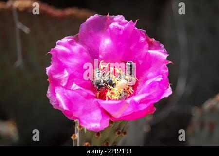 Nahaufnahme einer Kaktusblüte mit Bienen und Blattschnecken auf der Uferfarm in Arizona. Stockfoto