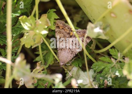 Nahaufnahme einer kleinen Motte, die im Unterholz eines Gartens in Gilbert, Arizona ruht. Stockfoto