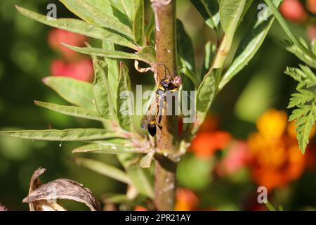 Schwarzer und gelber Schlammbrauber oder Sceliphron-Kaementarium, das in einem Garten in Gilbert, Arizona, auf einem Milchalgenstiel sitzt. Stockfoto