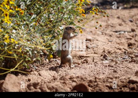 Rundschwanz-Eichhörnchen oder Spermophiles tereticaudus, die sich von Blüten im Veteran's Oasis Park ernähren Stockfoto