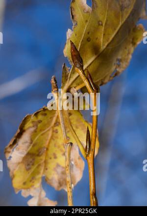 Knospen auf einem Ast zwischen verwelkten Blättern im Herbst gegen den Himmel Stockfoto
