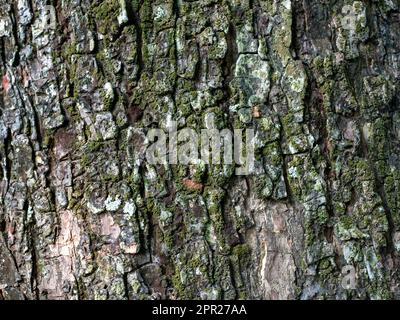 Munggur, Trembesi, Regenbaum (Samanea Saman) Baumrinde, natürliche Tapete und Hintergrund Stockfoto