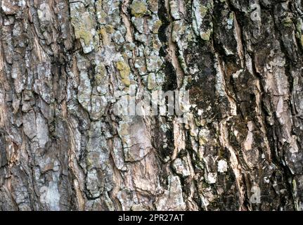 Munggur, Trembesi, Regenbaum (Samanea Saman) Baumrinde, natürliche Tapete und Hintergrund Stockfoto