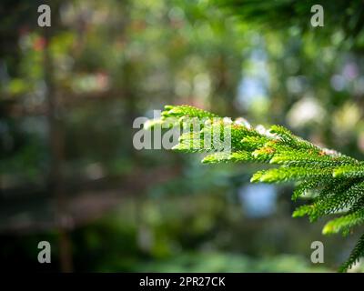 Norfolkinsel Kiefer (Araucaria heterophylla) grüne Blätter, flacher Fokus Stockfoto