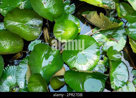 Rosa Seerosenblüte, Bunga Teratai, Nymphaea Rubra (Pubescens) Stockfoto