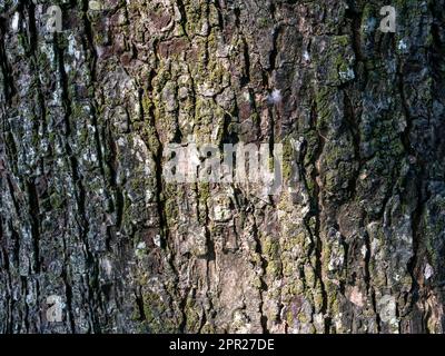 Munggur, Trembesi, Regenbaum (Samanea Saman) Baumrinde, natürliche Tapete und Hintergrund Stockfoto