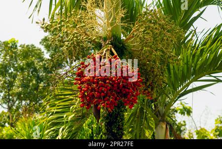 Rote und grüne Areca-Nusspalme, Betel-Nüsse, Betel-Palme (Areca catechu), die an ihrem Baum hängt Stockfoto