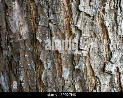 Munggur, Trembesi, Regenbaum (Samanea Saman) Baumrinde, natürliche Tapete und Hintergrund Stockfoto