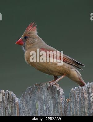 Wunderschöne weibliche Kardinal am Zaun Stockfoto