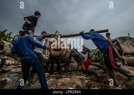 Die Bewohner von Cihanjawar Village, Bogor, West Java, Indonesien, stellten am 25. April 2023 für das Kulturfestival Kanonen aus Randu-Bäumen her Stockfoto