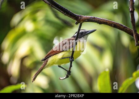 Toller Kiskadee, der auf einem Ast sitzt Stockfoto