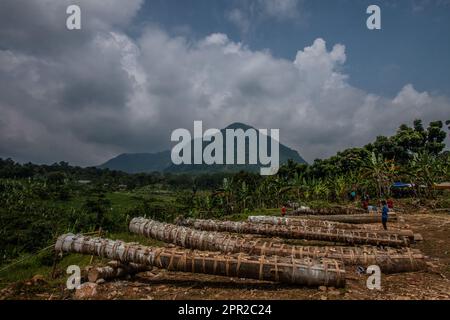 Die Bewohner von Cihanjawar Village, Bogor, West Java, Indonesien, stellten am 25. April 2023 für das Kulturfestival Kanonen aus Randu-Bäumen her Stockfoto