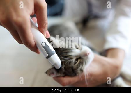 Der Arzt untersucht die Ohren der pelzigen Katze mit dem Otoskop in der Tierklinik Stockfoto
